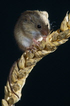 Animals, Rodents, Mouse, Harvest Mouse, Micomys Minutus, sitting on wheat stalk.