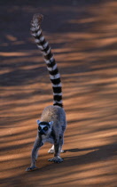 Animals, Lemur catta, Ring Tailed Lemur in the wild, Berenty, Madagascar.