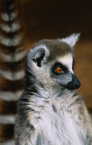 Animals, Lemur catta, Ring Tailed Lemur in the wild, Berenty, Madagascar.