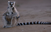 Animals, Lemur catta, Ring Tailed Lemur with its young  in the wild, Berenty, Madagascar.