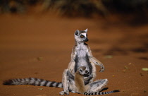 Animals, Lemur catta, Ring Tailed Lemur with its young  in the wild, Berenty, Madagascar.