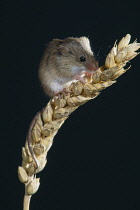 Animals, Rodents, Mouse, Harvest Mouse, Micomys Minutus, sitting on wheat stalk.