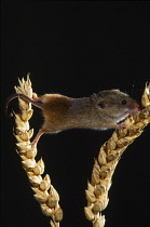 Animals, Rodents, Mouse, Harvest Mouse, Micomys Minutus, sitting on wheat stalk.