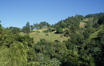 West Indies, Dominican Republic, Cordillera Central, Jarabacoa, Tree covered hillside.