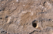 Qatar, Fuhairat, Ancient rock engravings of animals.