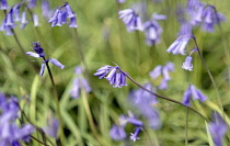 England, East Sussex, Withyham, Bluebells, Hyacinthoides non-scripta, growing in The Warren coppiced woodland.