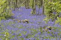 England, East Sussex, Withyham, Bluebells, Hyacinthoides non-scripta, growing in The Warren coppiced woodland.