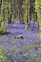 England, East Sussex, Withyham, Bluebells, Hyacinthoides non-scripta, growing in The Warren coppiced woodland.