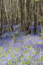 England, East Sussex, Withyham, Bluebells, Hyacinthoides non-scripta, growing in The Warren coppiced woodland.