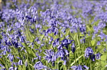 England, East Sussex, Withyham, Bluebells, Hyacinthoides non-scripta, growing in The Warren coppiced woodland.