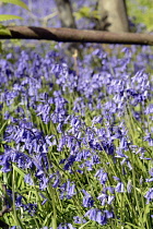 England, East Sussex, Withyham, Bluebells, Hyacinthoides non-scripta, growing in The Warren coppiced woodland.