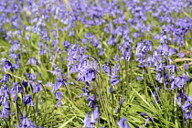 England, East Sussex, Withyham, Bluebells, Hyacinthoides non-scripta, growing in The Warren coppiced woodland.