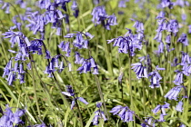 England, East Sussex, Withyham, Bluebells, Hyacinthoides non-scripta, growing in The Warren coppiced woodland.