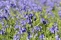 England, East Sussex, Withyham, Bluebells, Hyacinthoides non-scripta, growing in The Warren coppiced woodland.