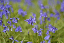 England, East Sussex, Withyham, Bluebells, Hyacinthoides non-scripta, growing in The Warren coppiced woodland.