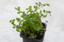 Plants, Flora, Trifolium dubium, Shamrock growing in small plastic container.
