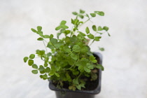 Plants, Flora, Trifolium dubium, Shamrock growing in small plastic container.