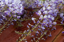 Plants, Flowers, Wisteria, Wisteria sinensis growing outdoor in garden.