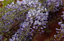 Plants, Flowers, Wisteria, Wisteria sinensis growing outdoor in garden.