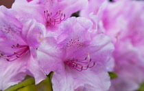 Plants, Flowers, Rhododendron, Rhododendron russatum growing outdoor in garden.