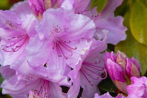 Plants, Flowers, Rhododendron, Rhododendron russatum growing outdoor in garden.