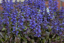Plants, Mass of flower spikes of Bugle, Ajuga reptans growing outdoor in a garden container.