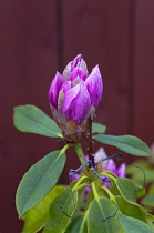 Plants, Flowers, Rhododendron, Rhododendron russatum growing outdoor in garden.