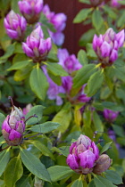 Plants, Flowers, Rhododendron, Rhododendron russatum growing outdoor in garden.