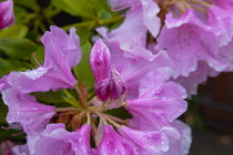 Plants, Flowers, Rhododendron, Rhododendron russatum growing outdoor in garden.