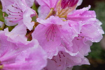 Plants, Flowers, Rhododendron, Rhododendron russatum growing outdoor in garden.