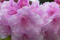 Plants, Flowers, Rhododendron, Rhododendron russatum growing outdoor in garden.