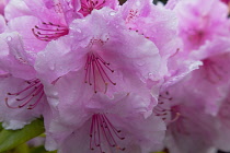 Plants, Flowers, Rhododendron, Rhododendron russatum growing outdoor in garden.