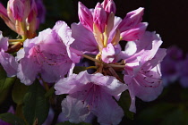 Plants, Flowers, Rhododendron, Rhododendron russatum growing outdoor in garden.