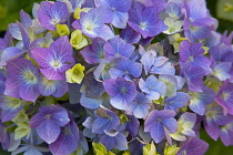Plants, Flowers, Hydrangea, Close up of pink and mauve coloured flowers growing outdoor.