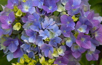 Plants, Flowers, Hydrangea, Close up of pink and mauve coloured flowers growing outdoor.