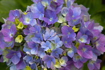Plants, Flowers, Hydrangea, Close up of pink and mauve coloured flowers growing outdoor.