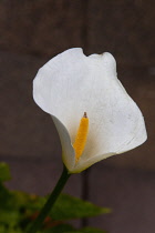 Plants, Flowers, Single White Lily, Arum lily, Calla lily, Arum growing outdoor in garden.