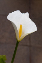 Plants, Flowers, Single White Lily, Arum lily, Calla lily, Arum growing outdoor in garden.