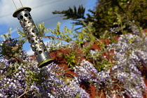 Bird feeder hanging in front of, Wisteria, Wisteria sinensis growing outdoor in garden.