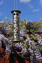 Bird feeder hanging in front of, Wisteria, Wisteria sinensis growing outdoor in garden.