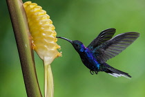 Animals, Bird, Hummingbird, A male Violet Sabrewing Hummingbird, Campylopterus hemileucurus, feeds on the nectar of the flower of a tropical Rattlesnake Plant in Costa Rica.