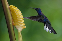 Animals, Bird, Hummingbird, A male Violet Sabrewing Hummingbird, Campylopterus hemileucurus, approaches a tropical Rattlesnake Plant flower to feed on nectar in Costa Rica.