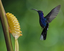 Animals, Bird, Hummingbird, A male Violet Sabrewing Hummingbird, Campylopterus hemileucurus, approaches a tropical Rattlesnake Plant flower to feed on nectar in Costa Rica.