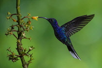 Animals, Bird, Hummingbird, A male Violet Sabrewing Hummingbird, Campylopterus hemileucurus, feeds on the nectar of the flower of a tropical Rubiaceae plant in Costa Rica.