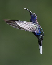 Animals, Bird, Hummingbird, A male Violet Sabrewing Hummingbird, Campylopterus hemileucurus, photographed in flight with high-speed flash to freeze the rapid motion of the hummingbird's wings,Costa Ri...