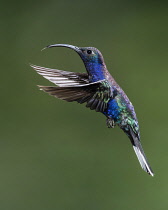 Animals, Bird, Hummingbird, A male Violet Sabrewing Hummingbird, Campylopterus hemileucurus, photographed in flight with high-speed flash to freeze the rapid motion of the hummingbird's wings,Costa Ri...