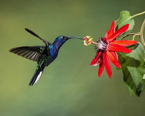 Animals, Bird, Hummingbird, A male Violet Sabrewing Hummingbird, Campylopterus hemileucurus, feeds on the nectar of a tropical Passion Flower in Costa Rica.