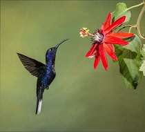 Animals, Bird, Hummingbird, A male Violet Sabrewing Hummingbird, Campylopterus hemileucurus, approaches a tropical  Passion Flower to feed on nectar in Costa Rica.