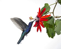 Animals, Bird, Hummingbird, A male Violet Sabrewing Hummingbird, Campylopterus hemileucurus, feeding on a tropical Passionflower to feed on nectar in Costa Rica.