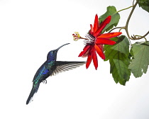 Animals, Bird, Hummingbird, A male Violet Sabrewing Hummingbird, Campylopterus hemileucurus, approaches a tropical Passionflower to feed on nectar in Costa Rica.